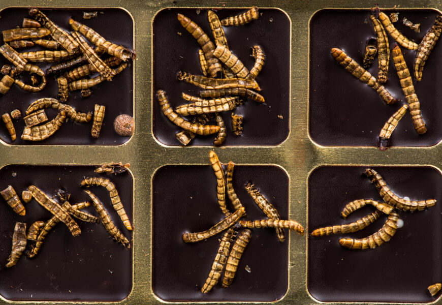 <strong>FORDERN SIE das GÜTESIEGEL „Insektenfrei“ !!</strong>